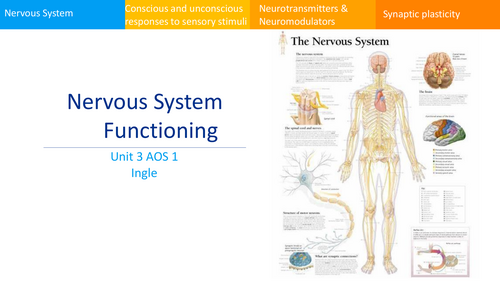 VCE Psychology Nervous system unit powerpoint with activities