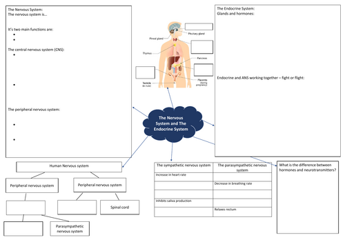 AQA A level Psychology Biopsychology mindmaps