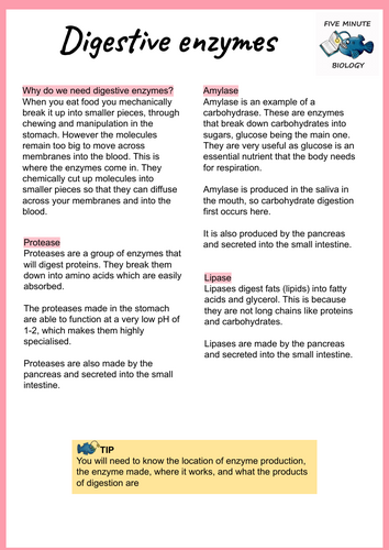 GCSE AQA Biology Triple Science Digestive Enzymes revision sheets Higher Tier (Grade 6-9)