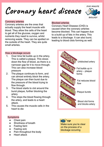 GCSE AQA Biology Triple Science Coronary Heart Disease revision sheets Higher Tier (Grade 6-9)