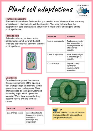 GCSE AQA Biology Triple Science Plant Adaptations revision sheets Higher Tier (Grade 6-9)