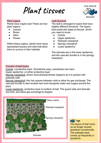 GCSE AQA Biology Triple Science Plant Tissues revision sheets Higher Tier (Grade 6-9)