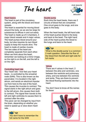 GCSE AQA Biology Triple Science The Heart revision sheets Higher Tier (Grade 6-9)