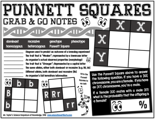 Punnett Squares: Interactive Lab Activity