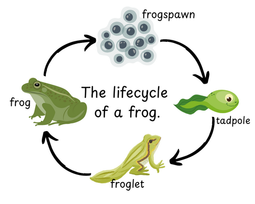 EYFS Lifecycles For Display