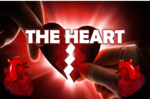 The Heart: Cardiovascular System Interactive PowerPoint