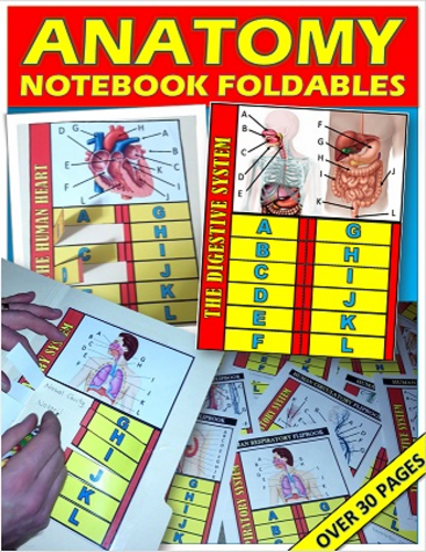 Anatomy 3D Foldables and Assessment Book Bundle