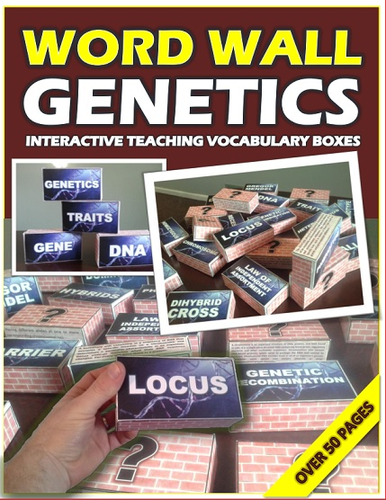 Genetics 3D Word Wall