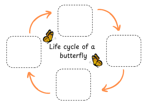 Lifecycle of a butterfly