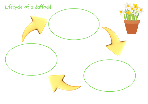 Daffodil lifecycle