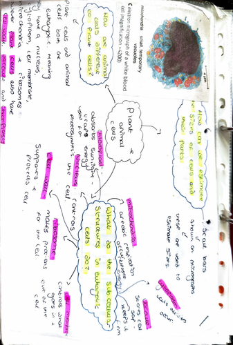 Biology Combined Science Mind Map- paper 1