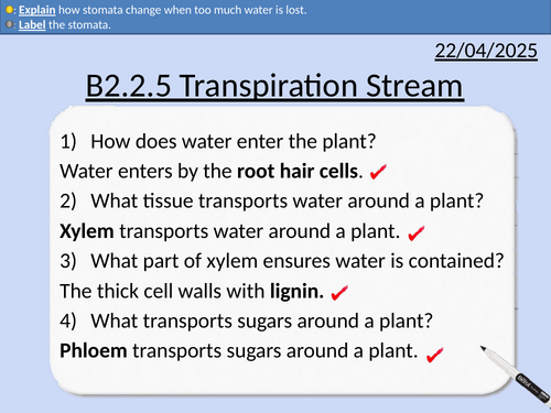GCSE Biology: Transpiration Stream