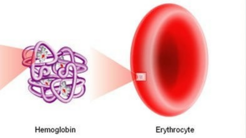 OCR A LEVEL BIOLOGY A H420 HAEMOGLOBIN AND CO2 CARRIAGE
