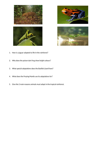 KS4 Living World: Interdependence in Tropical Rainforests