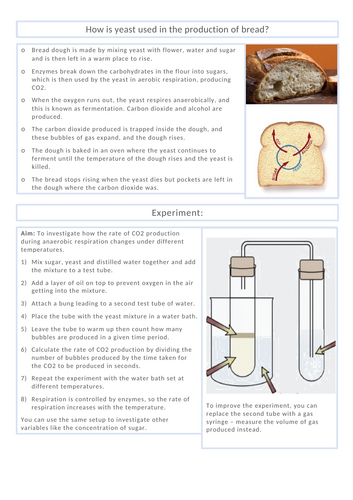 Yeast and Yoghurt production
