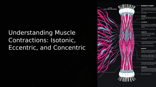 GCSE PE - Muscle Contractions