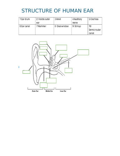 Structure of human ear