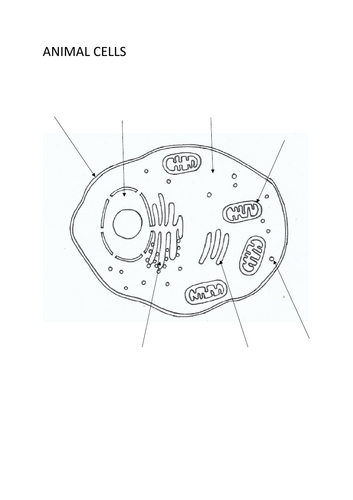 Biology Colouring: Animal Cell | Teaching Resources