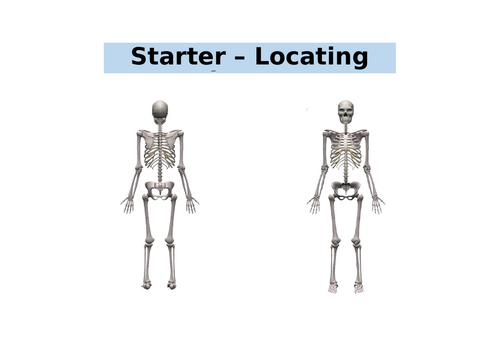 AQA GCSE PE - The Skeletal System - Paper 1