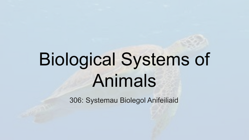 Level 3 Biology - Circulatory System