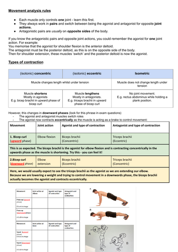 Types of contraction KS5 PE