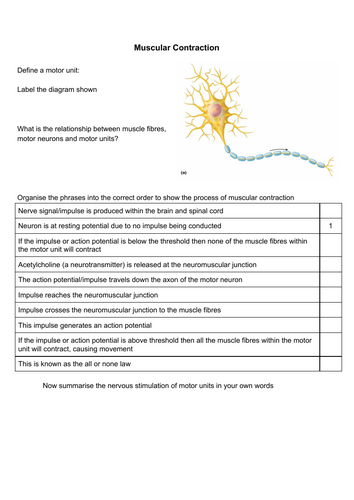 Nervous stimulation of a motor unit