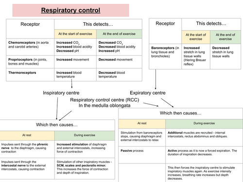 Neural control of breathing KS5 PE
