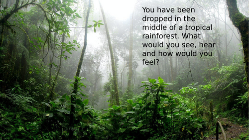 Year 7 Geography – Rainforests