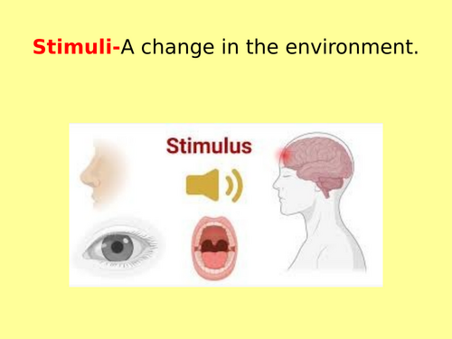 The human nervous system