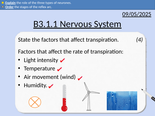GCSE Biology: Nervous System