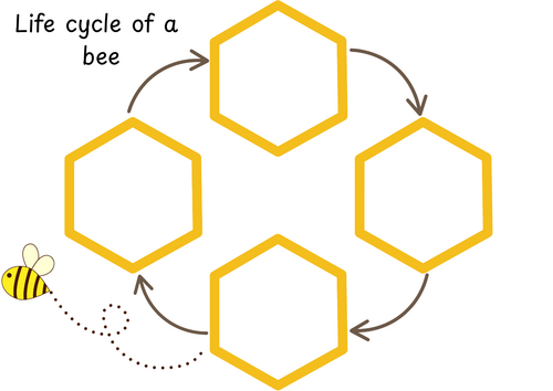 Life cycle of a bee