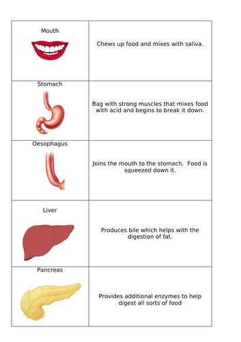 Digestive Matching Activity