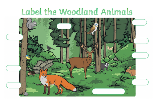 Woodland Animals