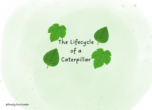 Life Cycle of a Caterpillar and Key vocab
