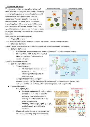 Summary Immune Response for A Level Biology