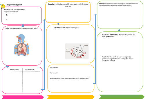 Respiratory System Revision worksheet.