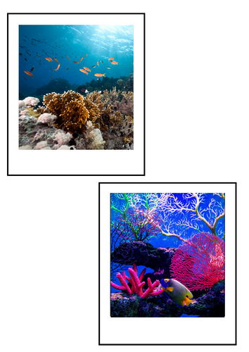 Ocean Polaroids