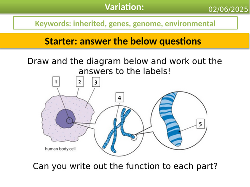GCSE biology - Variation