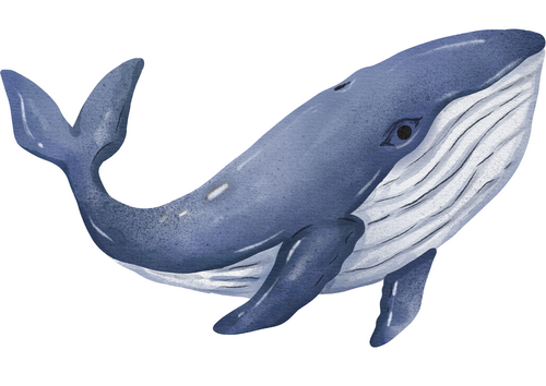 Ocean animals for display