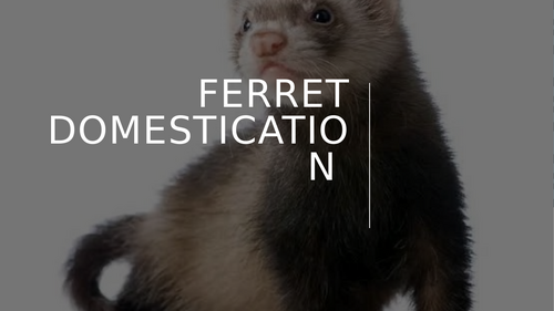 Ferret domestication