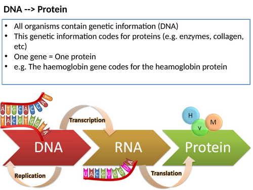 A2 Gene Expression + Cancer