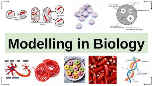 Modelling with sweets in Biology
