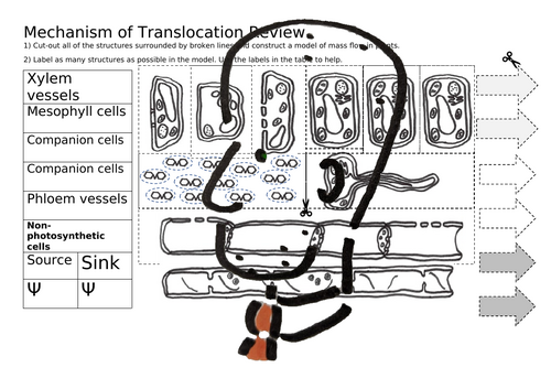 Translocation Review