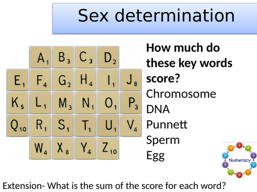 KS3 Sex determination