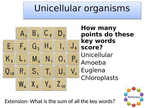 KS3 Unicellular organisms