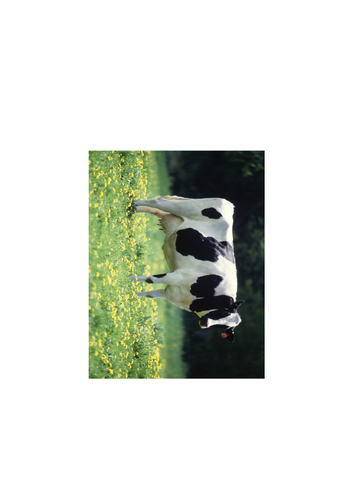 GCSE biology - Selective breeding
