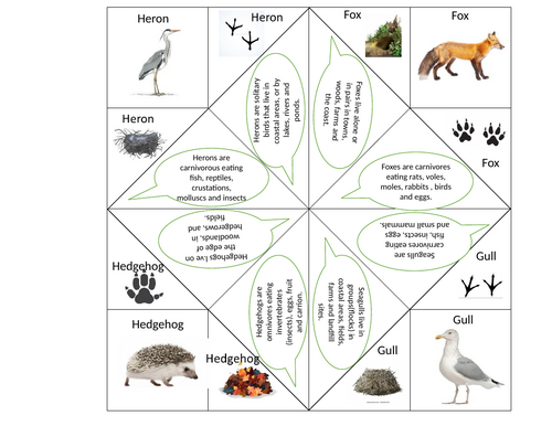 Forest School Animal Fortune Tellers