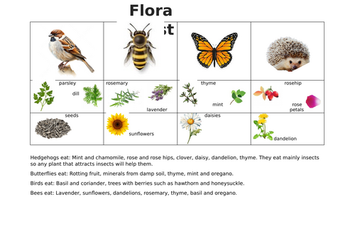 Forest School Animal Herbs