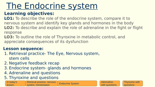 The Endocrine System/Negative Feedback