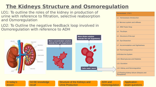 The Kidney and Osmoregulation (GCSE Bio)